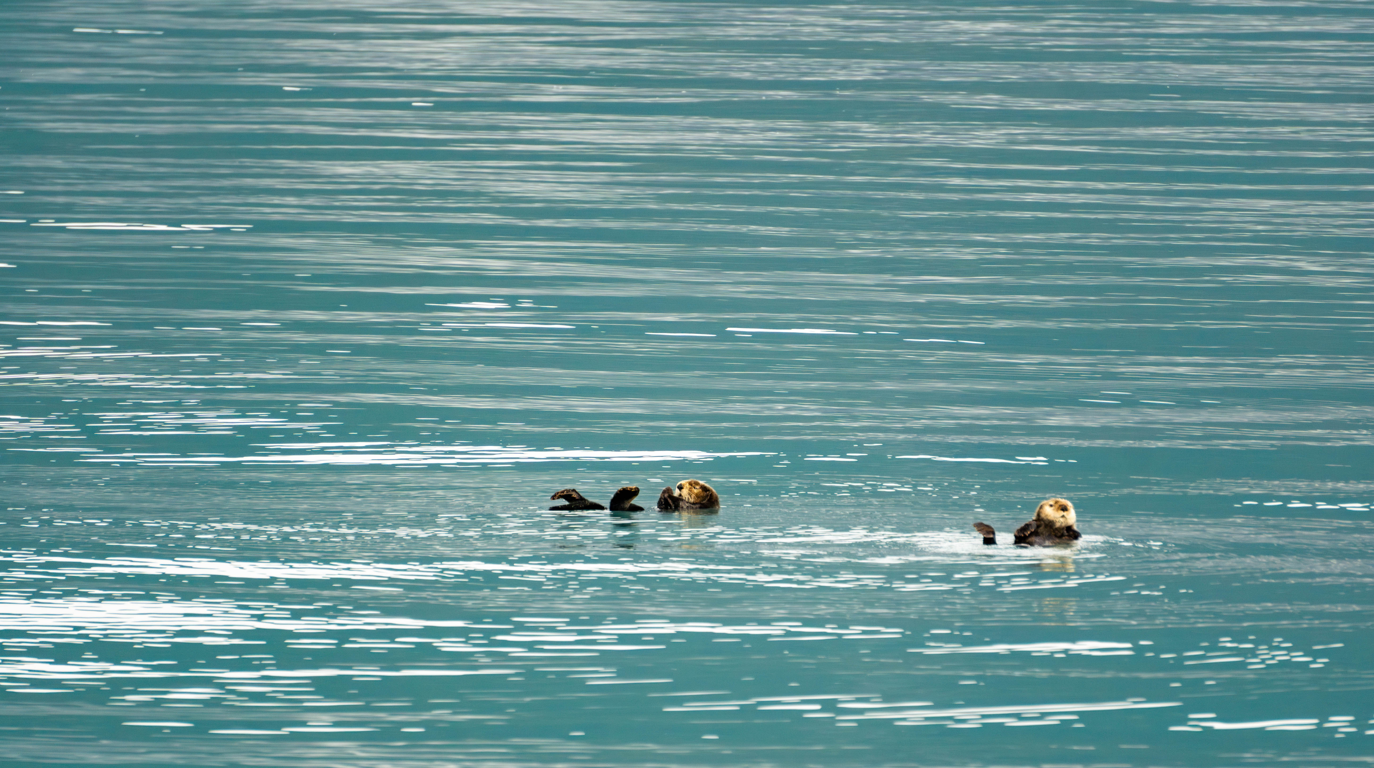 DSC02920-Enhanced-NR