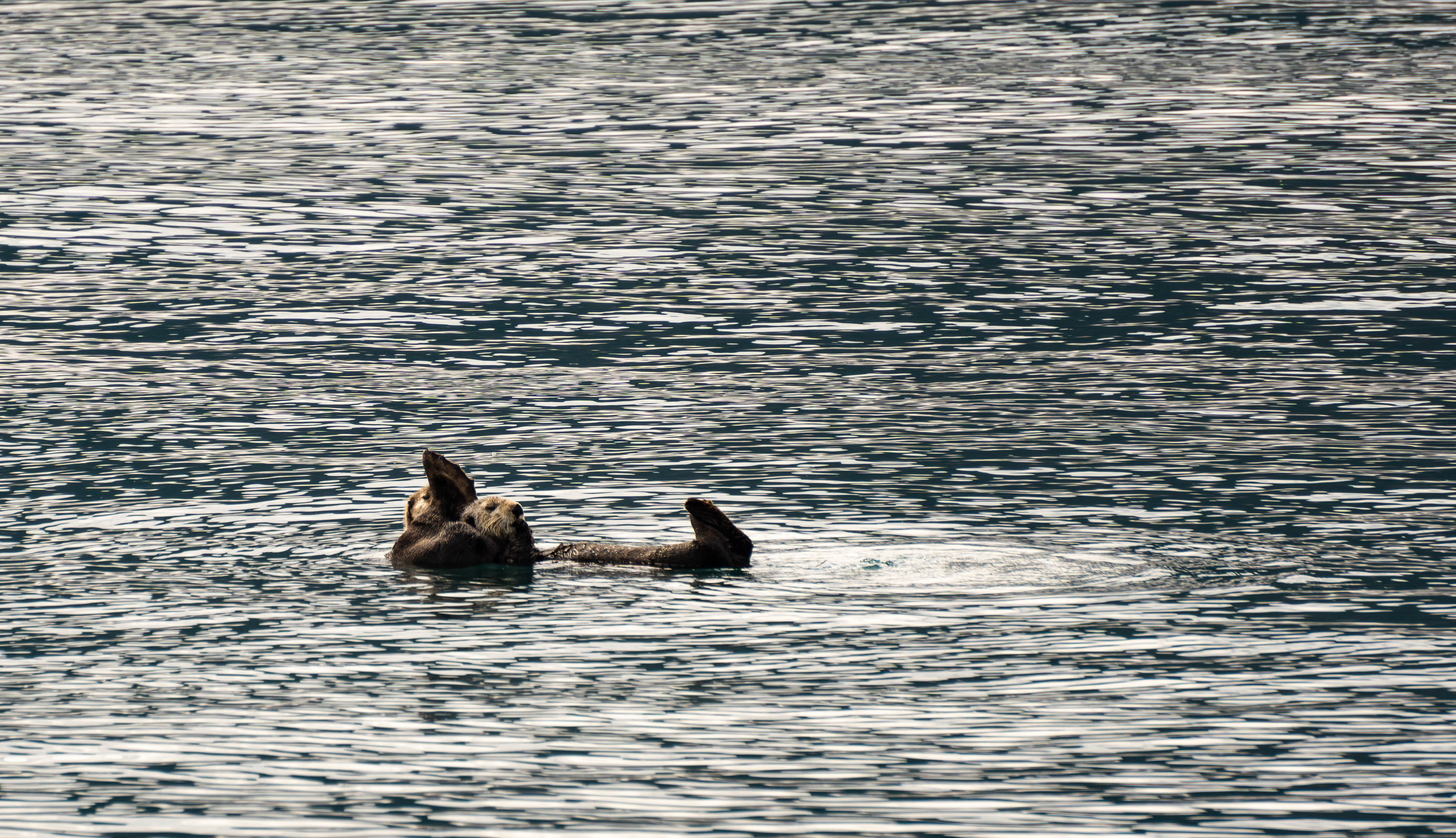 DSC02924-Enhanced-NR